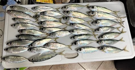 akule fish in english